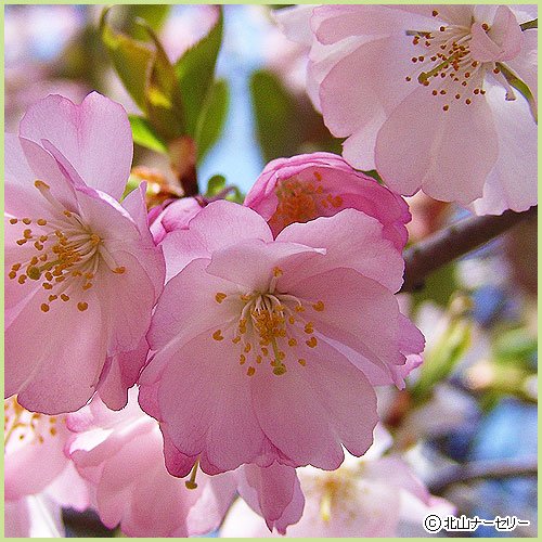 Amazon | 桜（サクラ）苗木 アーコレード 接木1年生苗 | 花