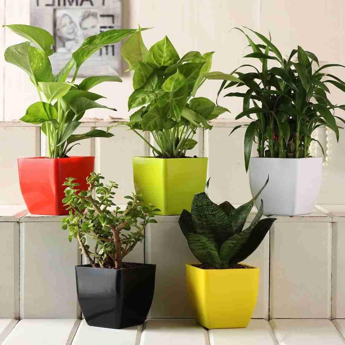Guruji Plantation Indoor Air Purifying Plants Set of 5 Combo Lucky Bamboo, Money Plant, Syngonium, Snake Plant, Jade, with Pots (B0D6LJKCX5) Amazon Price History, Amazon Price Tracker