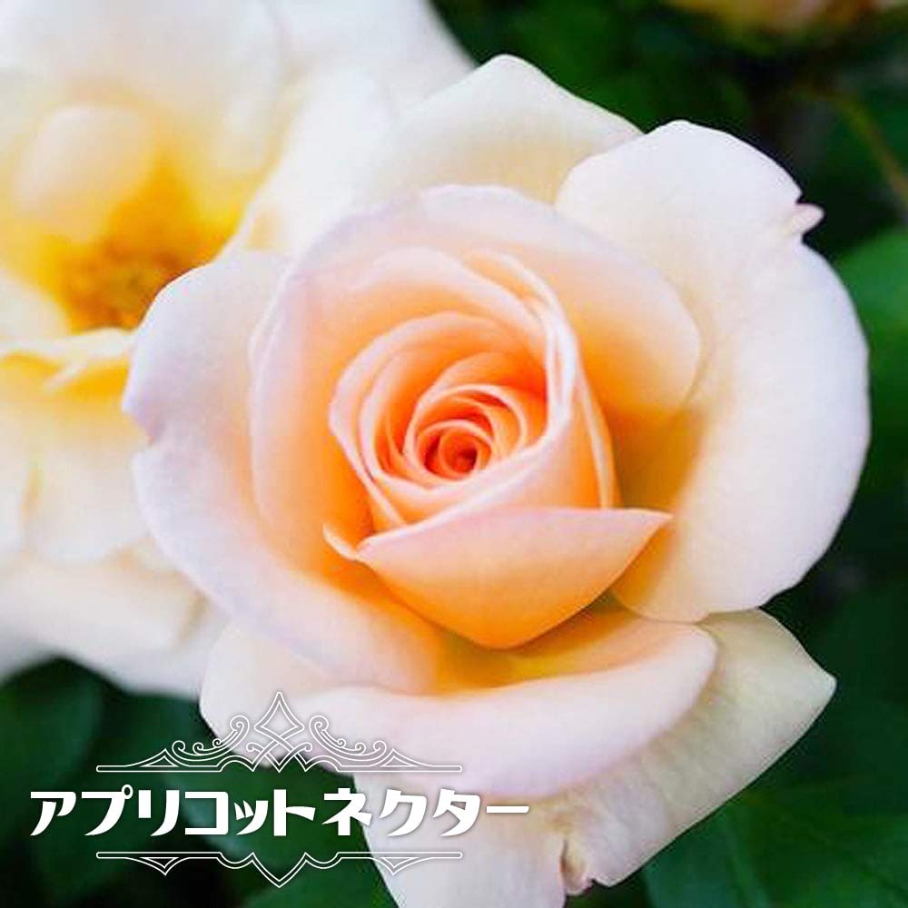 Amazon.co.jp: 【バラ苗】 アプリコットネクター （HT) 国産苗 1年生
