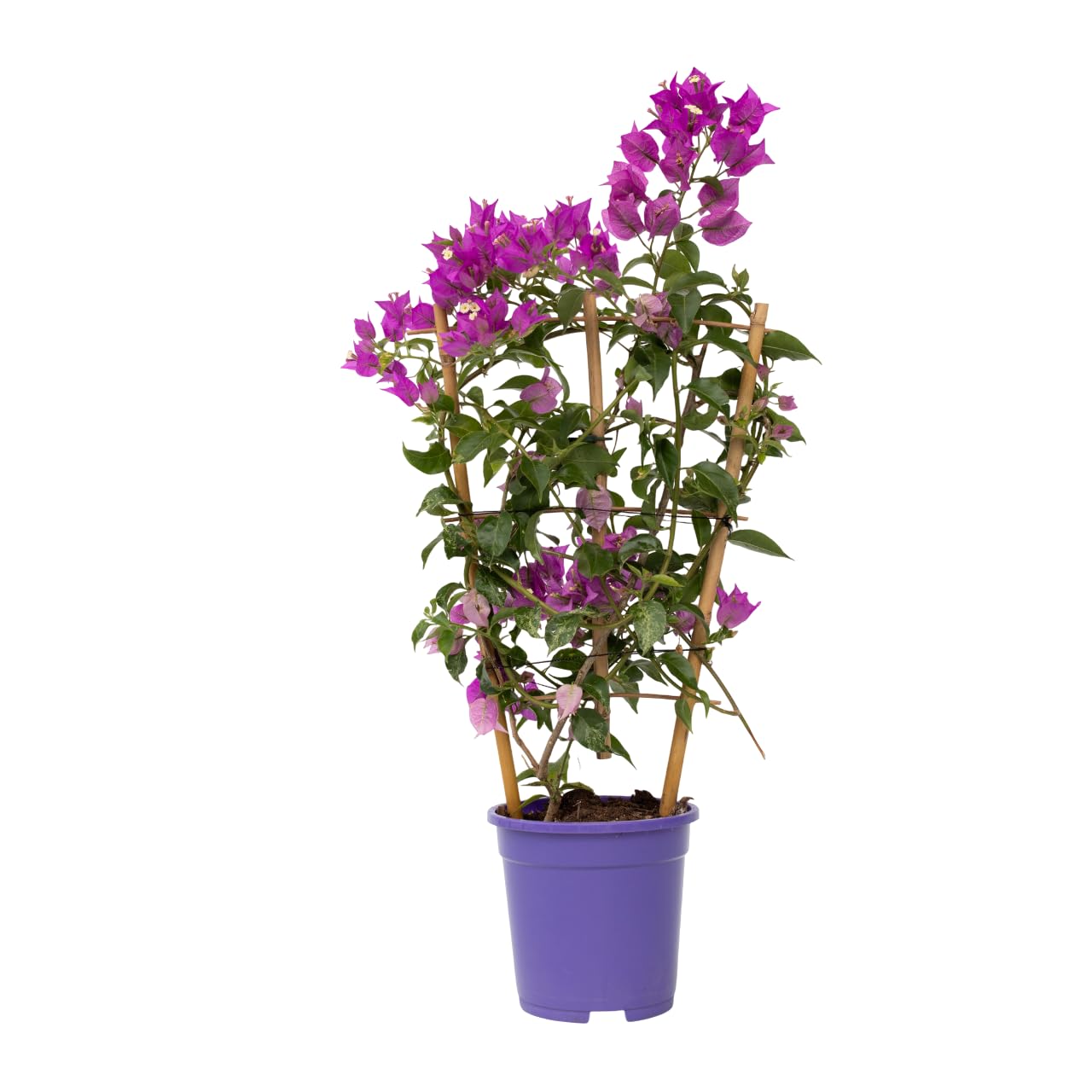 Plant in a Box - Bougainvillea 'Alexandra' - Violet - Plante grimpante - Plante de jardin - Pot 17cm - Hauteur 50-60cm