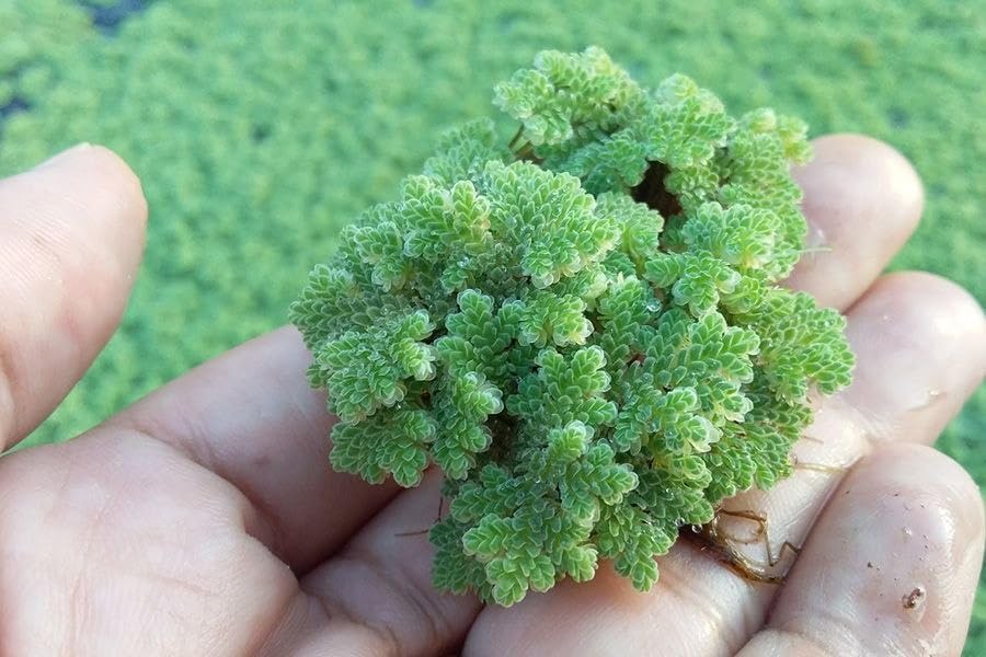 High Protein Live Floating Fern for Dairy and Cattle Feed Sustainable Organic Gardening Essential (1400 Live Healthy Plant Seeds)-image-34