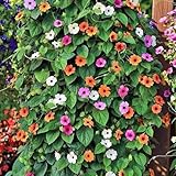 100PCS Black Eyed Susan Vine Seeds Mixed Color Perennial Pollinators Flower Seeds Heirloom