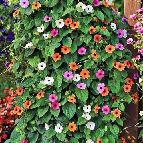 100PCS Black Eyed Susan Vine Seeds Mixed Color Perennial Pollinators Flower