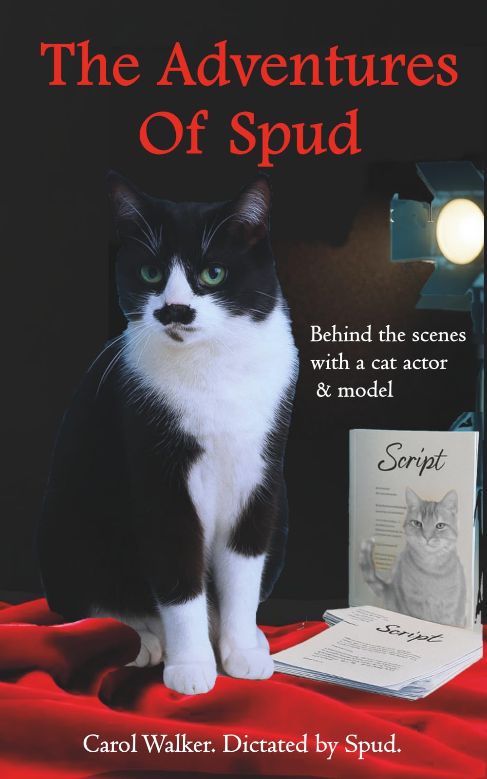 The Adventures of Spud: Behind the scenes with a cat actor and model: 2 (Spud, The Cat With a Tash)