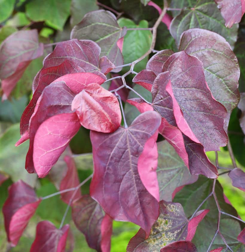 Roter Judasbaum Forest Pansy 100-125cm - Cercis canadensis - lebende Gartenpflanze aus den Baumschulen