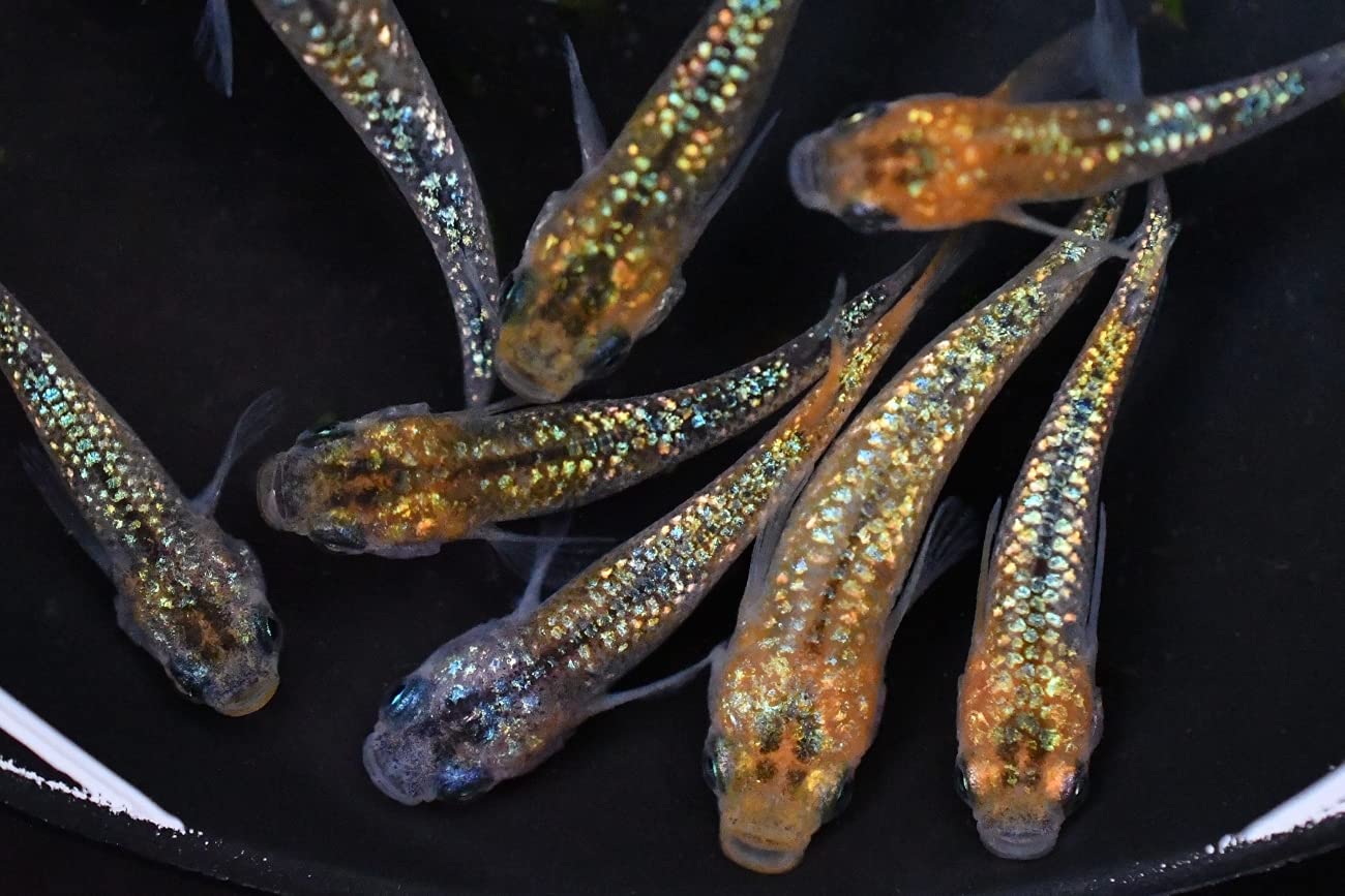 Amazon | 【メダカ永遠～トワ～】 月弓めだかの稚魚10匹セット | ノー