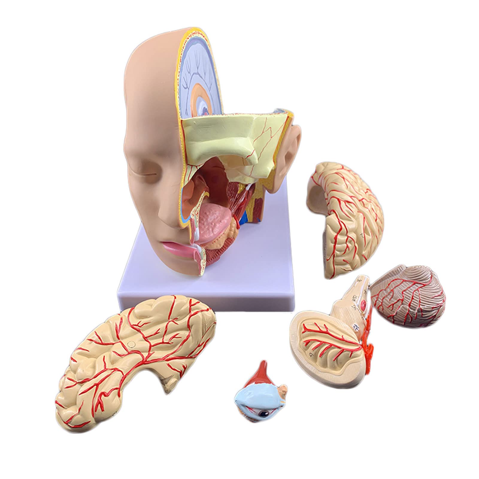 GTHTUHFD Classroom Study Human Anatomy Model With Brain Anatomy Model Human With Cerebral Artery Model 4 Part