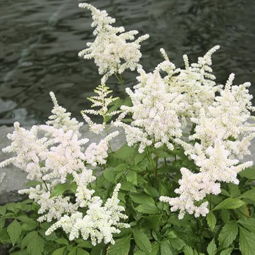 Bridal Veil Astilbe Flower Root - Attracts Butterflies and Hummingbirds - Deer Resistant - Naturalizing - Perennializing - Easy to Grow Live Plants - Outdoor Garden Bridal Veil Astilbe Flower Root - Attracts Butterflies and Hummingbirds - Deer Resistant - Naturalizing - Perennializing - Easy to Grow Live Plants - Outdoor Garden