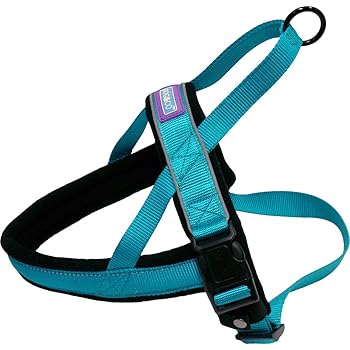 dachshund and spaniel mix