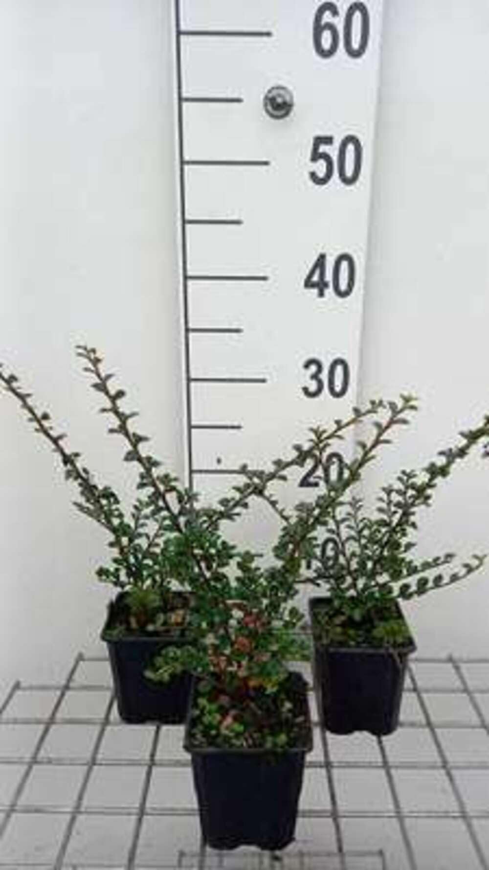 12 x Cotoneaster horizontalis - Irga - doniczka 9x9 cm
