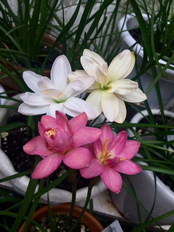 SVG® Rain lily flower bulbs for planting home gardening pack of 20 bulbs (WHITE AND MAGENTA) (B0CZZYPJ3G) Amazon Price History, Amazon Price Tracker