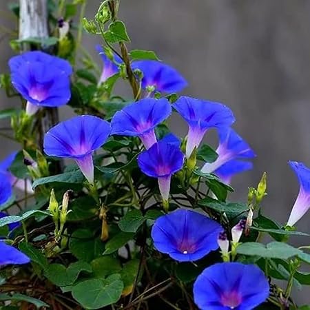 Amazon Co Jp 朝顔 ミックスカラー 有機 種子 固定種 グリーンフィールド 花 小袋 Diy 工具 ガーデン