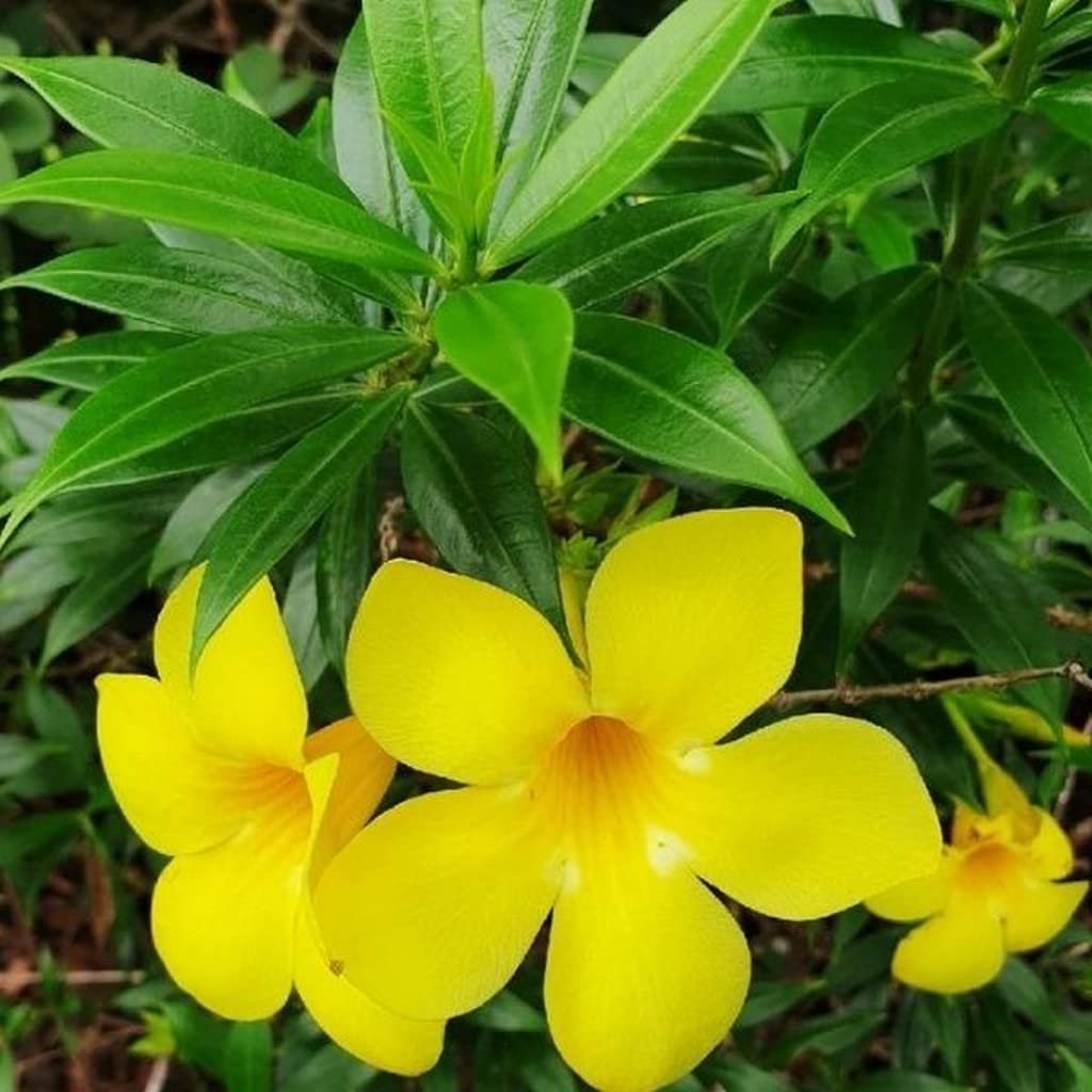 Creative Farmer Real Plant Perennial Evergreen Flower Best Flowering Tree For Home (Healthy Live Plant) (B09L58H652) Amazon Price History, Amazon Price Tracker