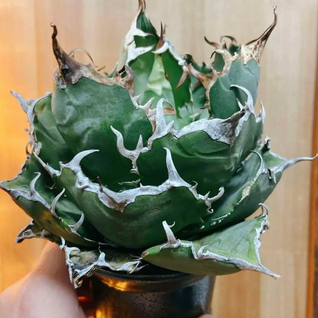 アガベ チタノタ 白鯨 中株