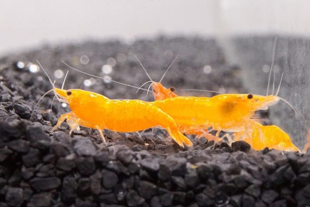 8+ Orange Sunkist Neocaridina Freshwater Aquarium Shrimps 1/4 to 1/2 inch Long Live Arrival Guarantee!, 8 Count (Pack of 1)