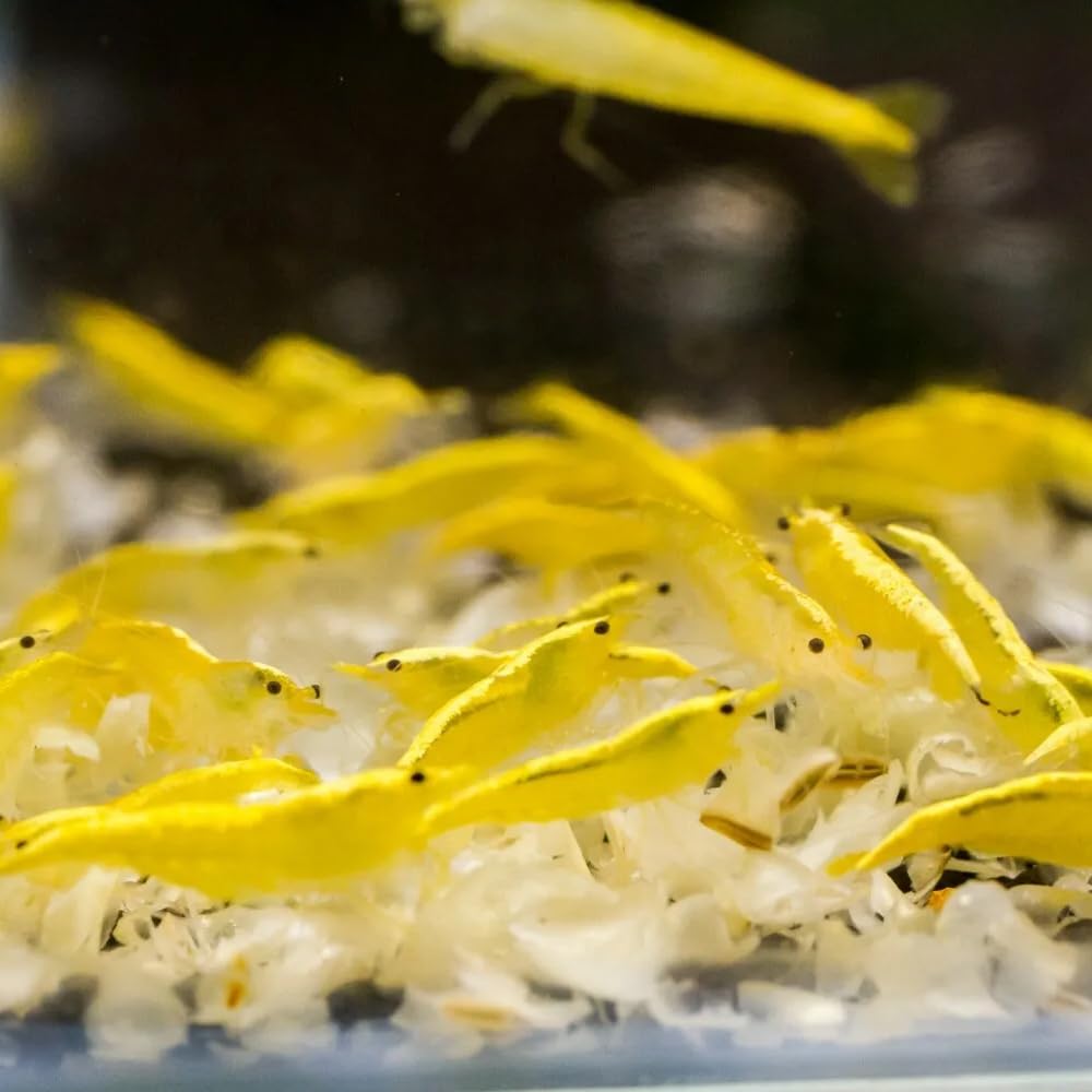 Zelf het lekkerste flatbread maken (snel recept voor platbrood