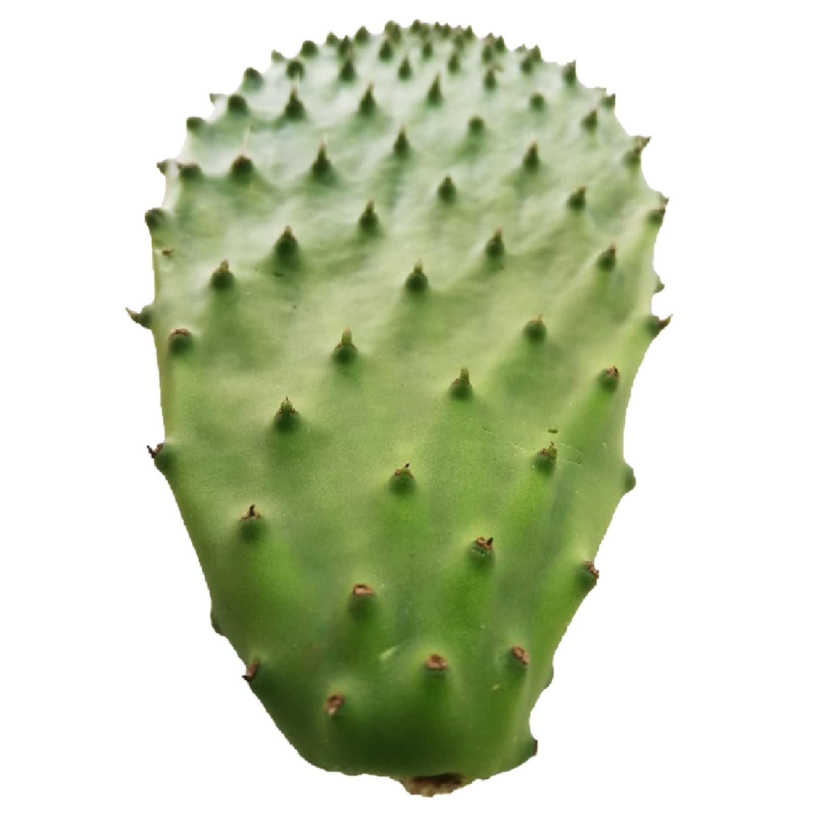 1kg Nopalitos, frisches Nopal essbar Feigenkaktus - opuntia ficus indica :  Amazon.de: Garten