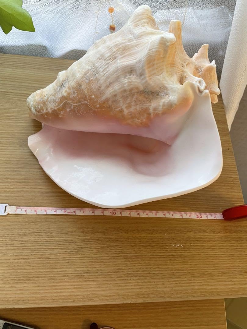 Amazon.co.jp: ピンク法螺貝 : 文房具・オフィス用品