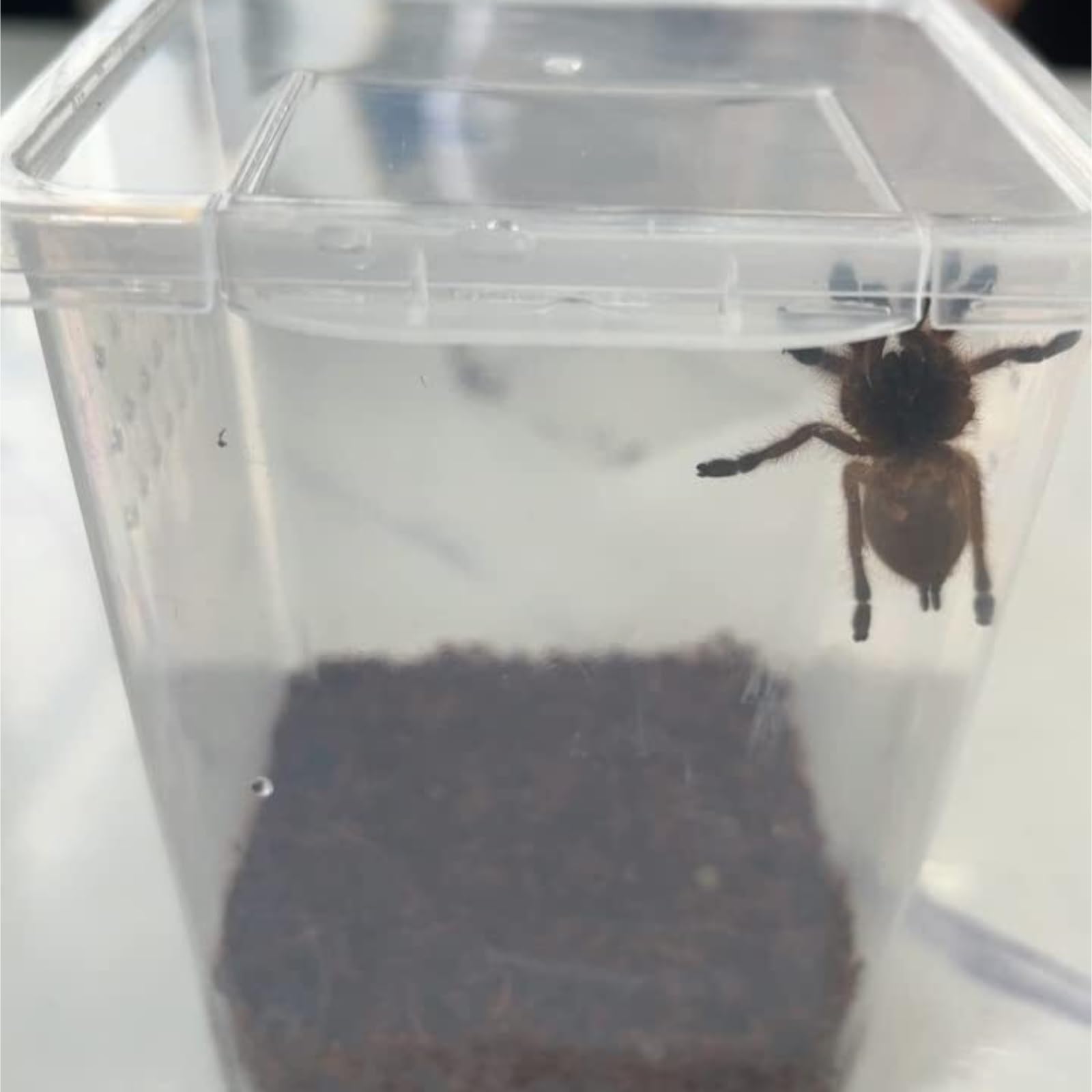 Hodowli Owadów 4 Opakowania Pudełka Do Hodowli Gadów, Terrarium Dla Pająków, Pudełko Uwalniania Akcesoria
