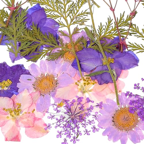 Set de Flores Secas Naturales y Prensadas 27pcs DIY miniatura 3
