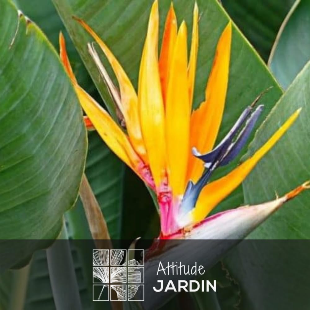 Attitude Jardin - Strelitzia reginae - oiseau de paradis - plante méditerranéenne - 80-90 cm - ⌀ 18 cm - plante d'extérieur