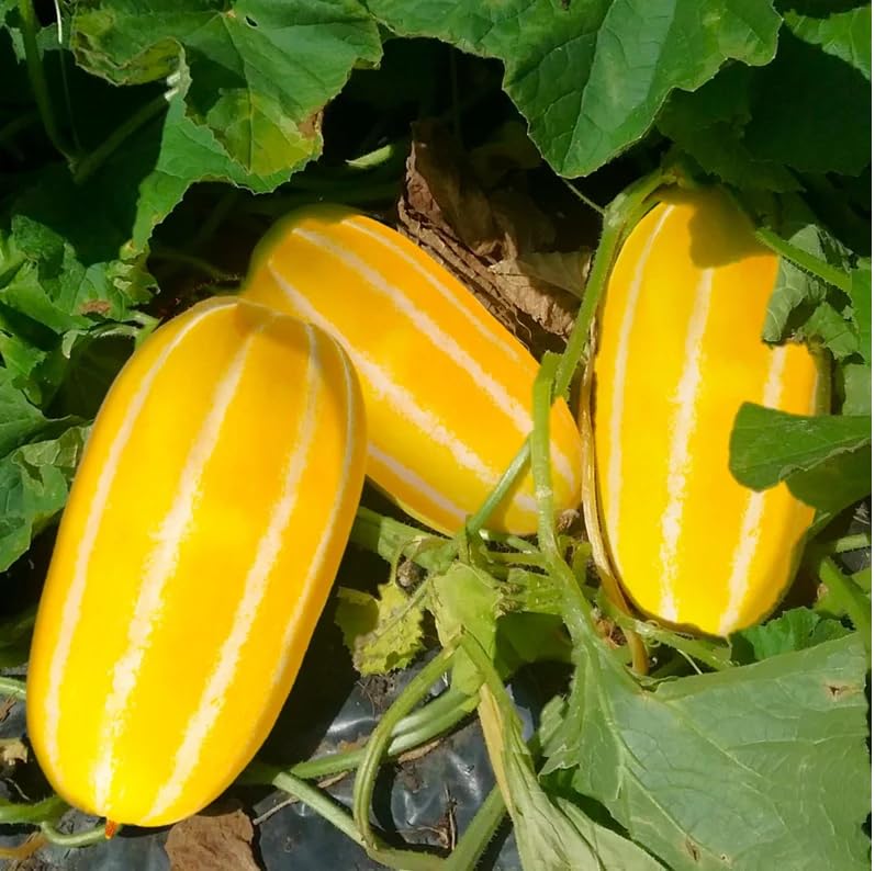 Amazon.com : 30 Golden Giant Korean Melon Seeds | Hybrid F1