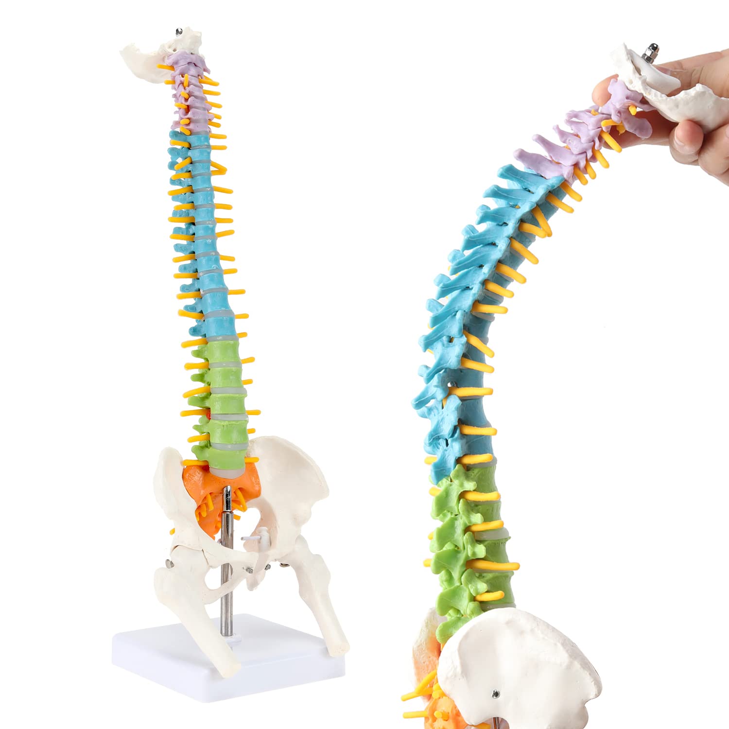 Buy XKiss 1/2 Life Size Spine Anatomy Model, Color Human Spine Model