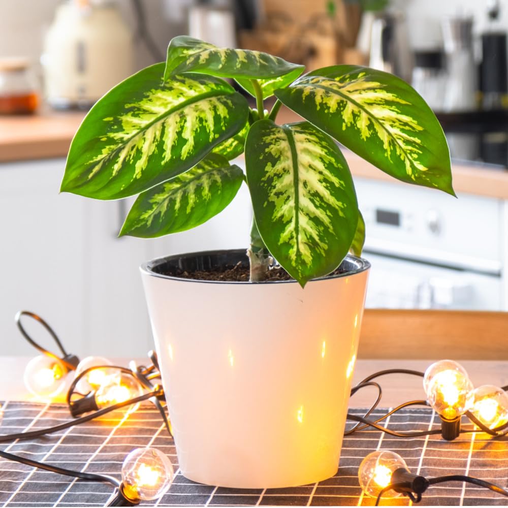 YouGarden Dieffenbachia 'Tropic Snow', RHS Award, Indoor Evergreen Variegated Houseplant, 19cm Pot, Air Purifying