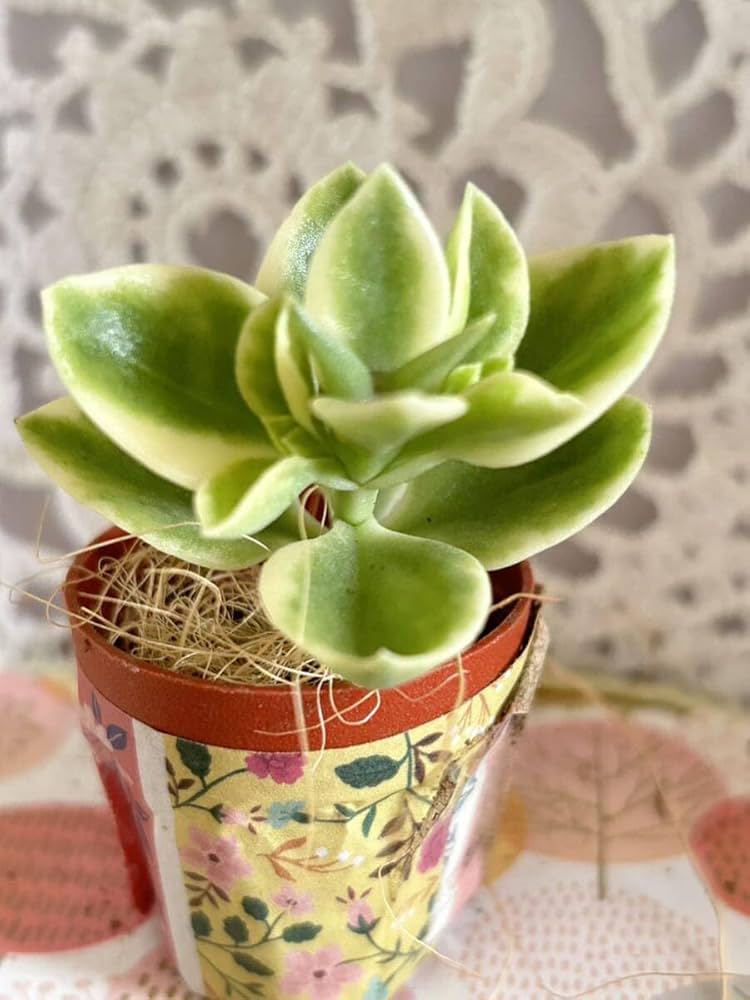 多肉植物　レア　ピンクブロリー錦　輸入苗　カット苗✨美斑✨ 多肉植物 レア ピンクブロリー錦 輸入苗 カット苗✨美斑✨