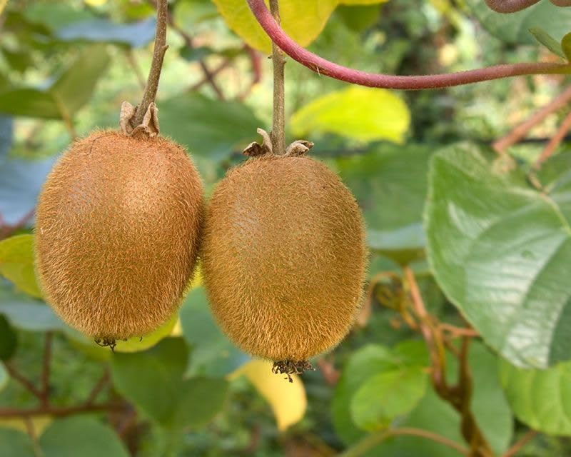 Image of Allison Kiwi Grafted Live Fruit Plant for Home Garden | Healthy Hybrid Kiwi Sapling | Suitable for Terrace, Outdoor & Balcony Gardening | Air Purifying, Fast Growing Vine