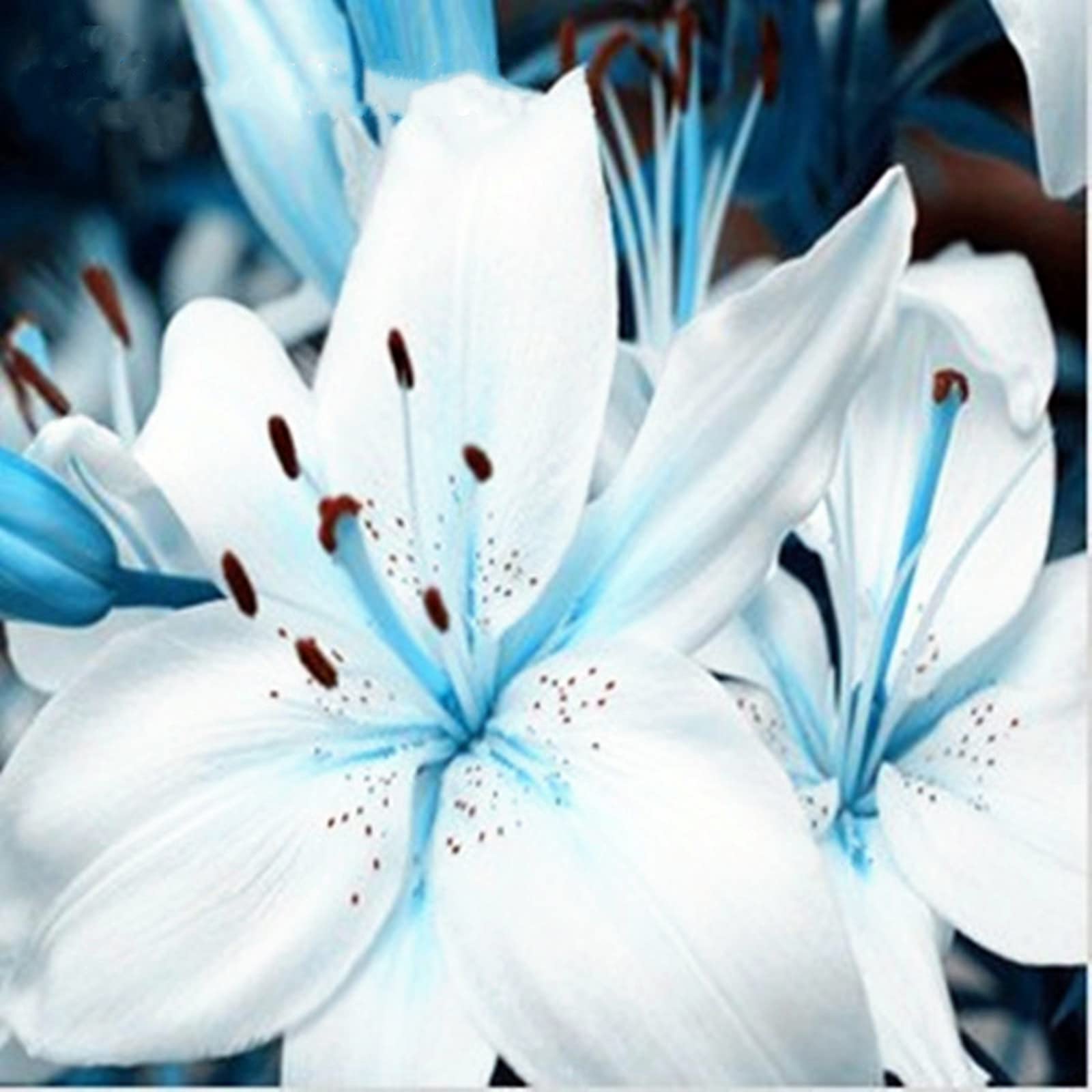 Lily Bulbs.Strong Plants That Grow Well Mix Golden Jade Carving Feels Beautiful-4 Bulbs-D