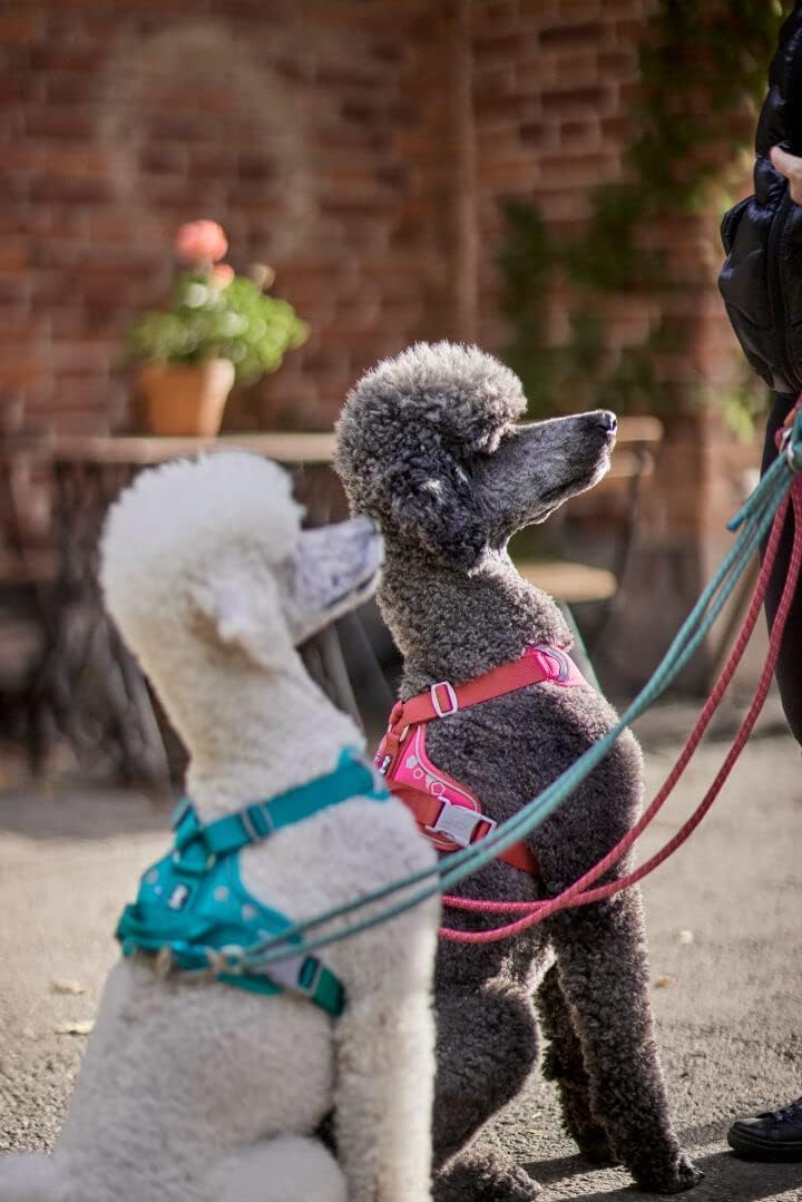 Hurtta Weekend Warrior Hundegeschirr kleine Hunde Pfau türkis 40-45 cm