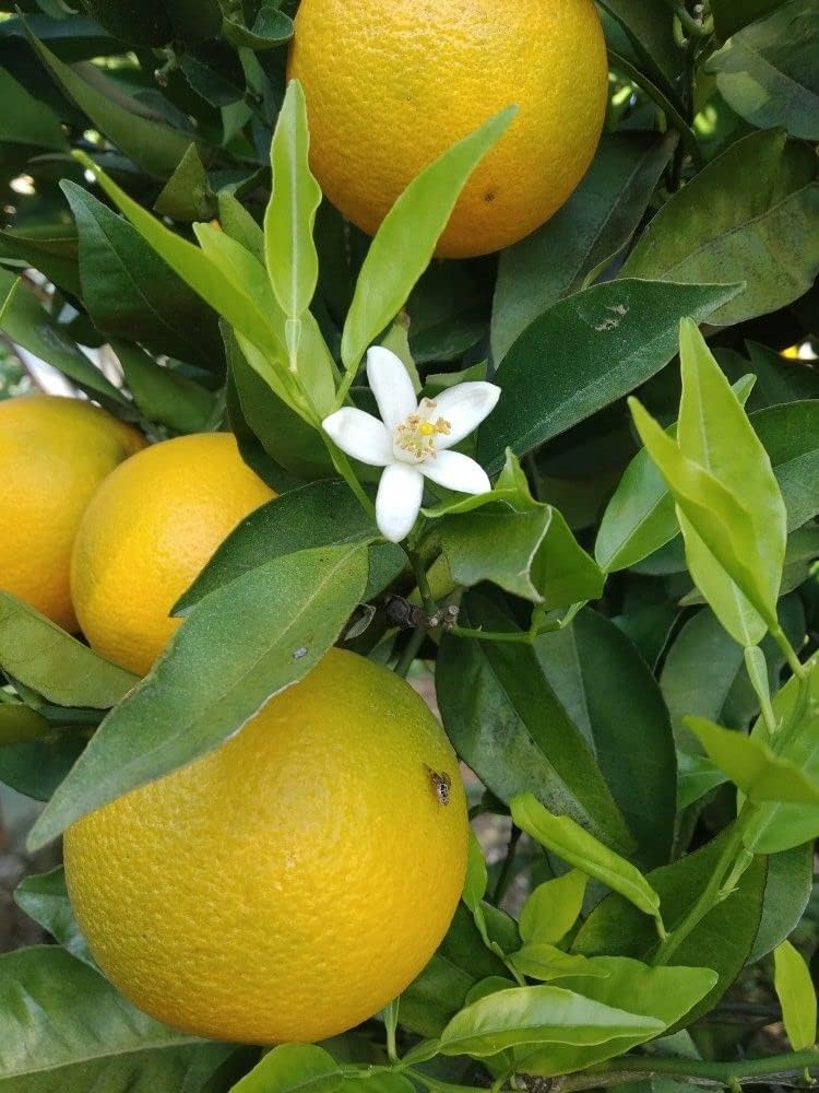 MOSAMBI LEBU (PACK OF 2) - All Time Variety Grafted Fruit Live Plants & Tree