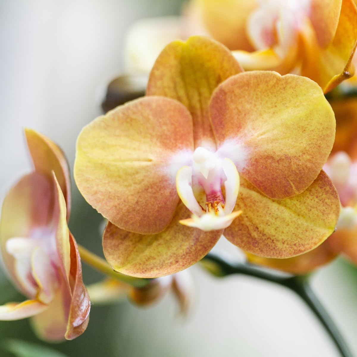 Kolibri Las Vegas Lot de 4 orchidées Phalaenopsis – Taille du pot Ø 12 cm – Plante d'intérieur à fleurs – Fraîche de l'éleveur