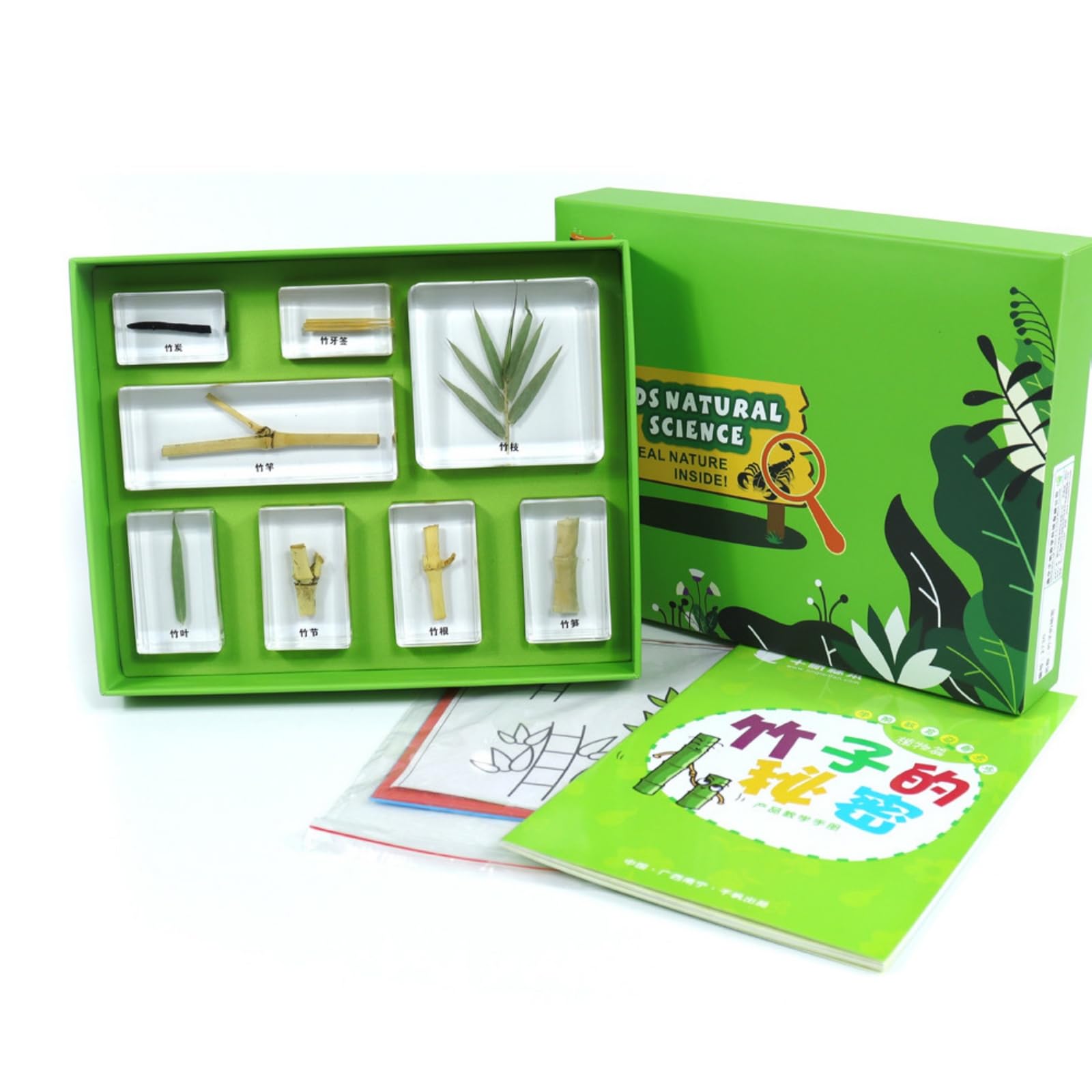 Kit Especímenes en Resina Escolar Muestrario Especímenes Práctico Kit Ciencia con Manual para Estudiantes, Aprendices, Colegio, El Secreto Del Bambú