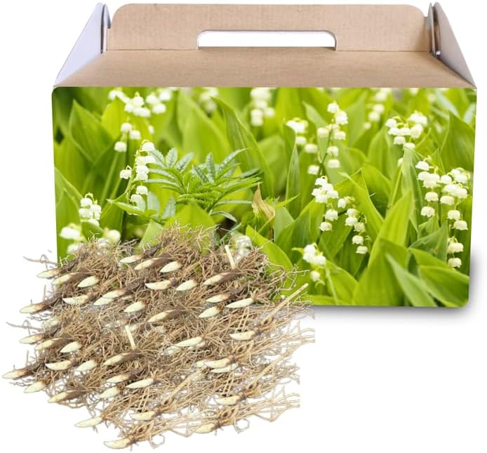 10 Lily of the Valley Bulbs, Fragrant Spring Flowers, Hardy Perennial Plant for Shade Gardens