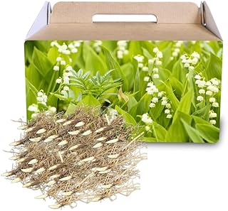 10 Lily of The Valley Bulbs, Fragrant Spring Flowers, Hardy Perennial Pl...