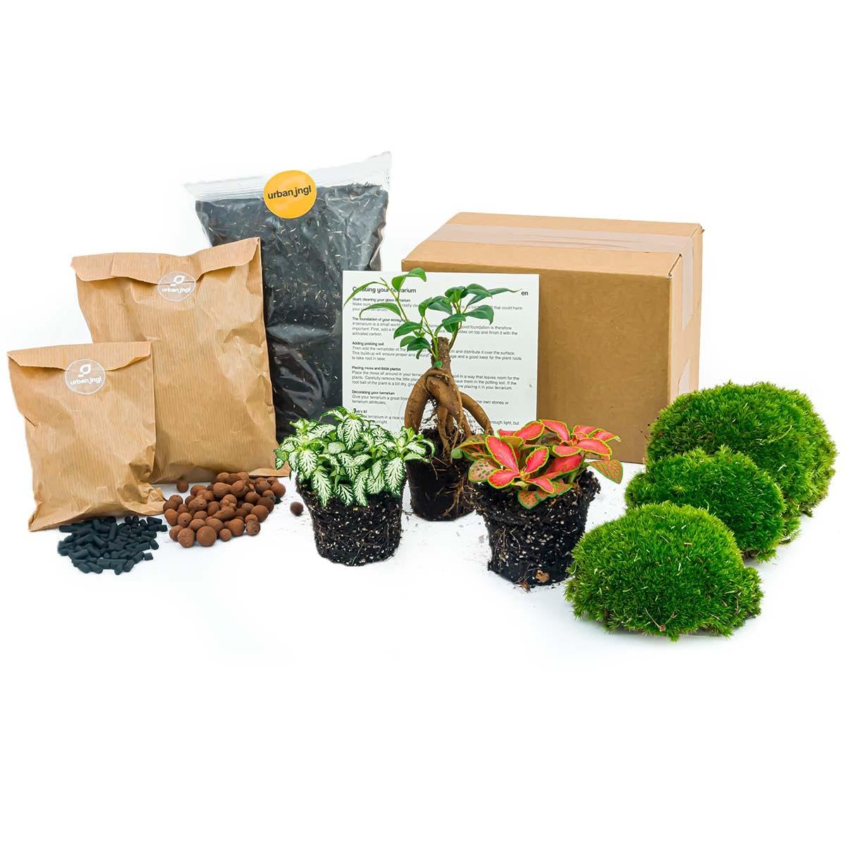 Kit Terrario con Ficus Ginseng, Plantas de Interior, Multicolor, Talla L/XL