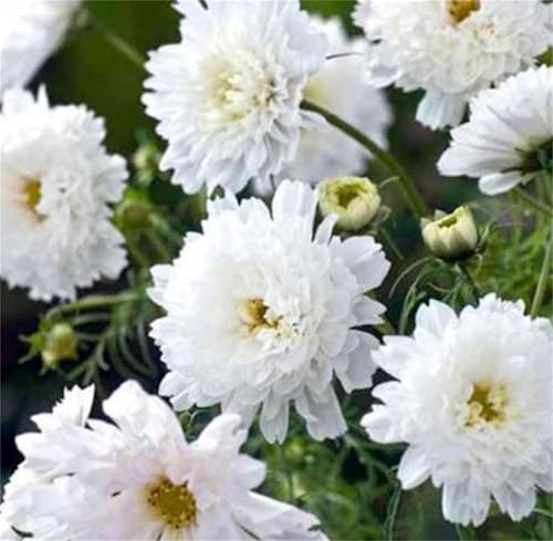 Miniatura 2 de HTERDR Cosmos Seeds Más de 200 semillas Cosmos - Semillas de flores de doble clic, colores mixtos, resistentes a la sequía anual