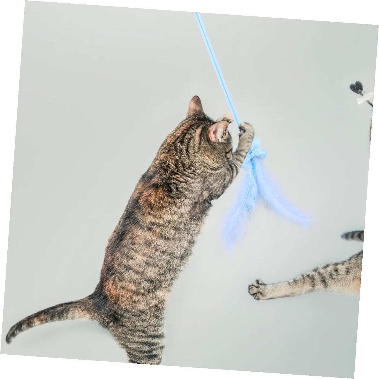 FRCOLOR 9stücke Teiliges Katzenangel Federn Und Glöckchen Interaktives Katzenspielzeug Aktivität Und Spielspaß Hergestellt Langlebigem Material Für Langfristigen