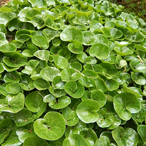 Canadian Wild Ginger Seeds Asarum Canadense Perennial Herbaceous Attractive...