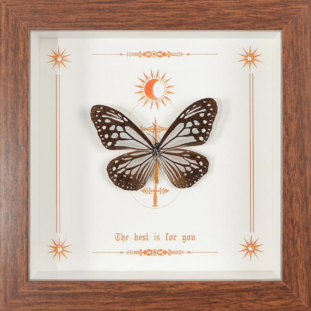Taxidermy Butterfly Framed, Real Butterfly Specimen in Wooden Frame 5.8" x 5.8", Ideal for Science Study and Desktop Wall Decor (Glassy Tiger Butterfly)