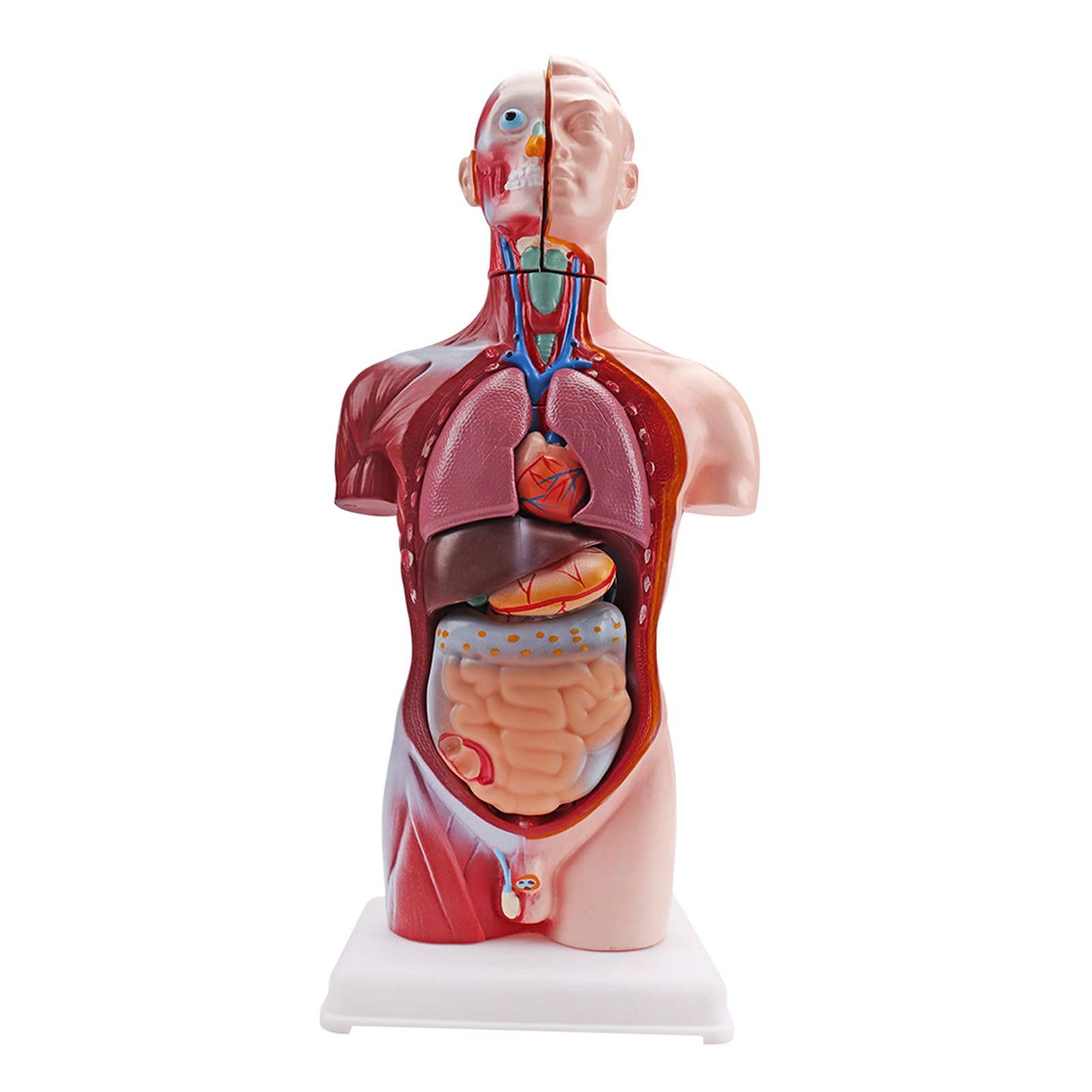 Modello di torso di educazione scientifica con sezioni di anatomia contrassegnate a colori | Base verticale, pezzo dimostrativo per studio scolastico, guida alla preparazione delle lezioni