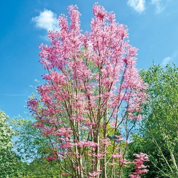 Amazon.co.jp: 花木苗 チャンチン フラミンゴ 1株 / 国華園 24年秋商品
