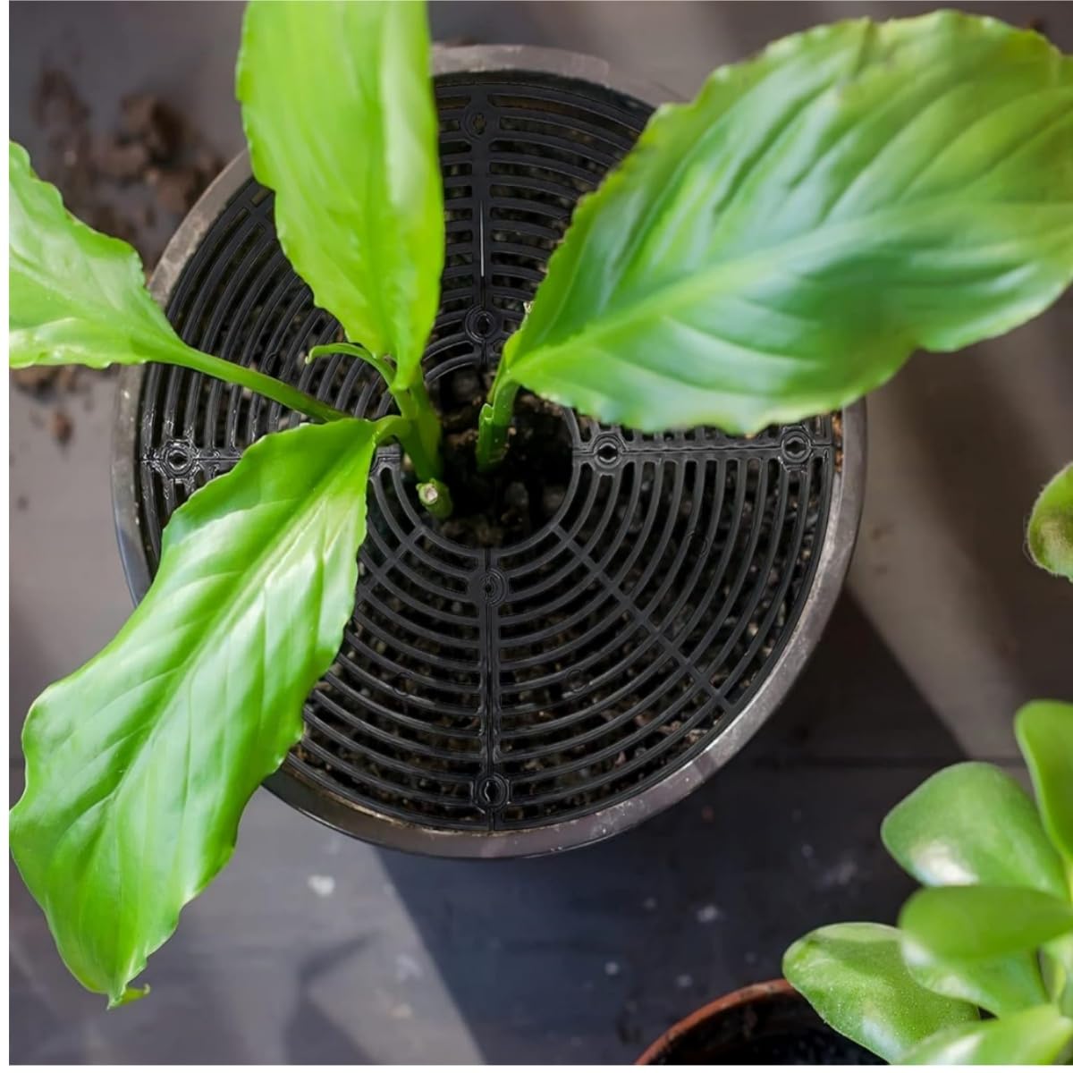 Grille Protection Plante,2 pièces 30 cm Protections de Sol pour Pot de Fleurs,grilles pour Pot de Fleurs,Protection Contre Les Chats,Les Enfants,Les Animaux domestiques