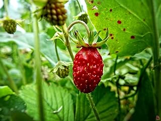 Alpine Wild Strawberry Deesse des Valles Runnerless Remontant About 100 Seeds