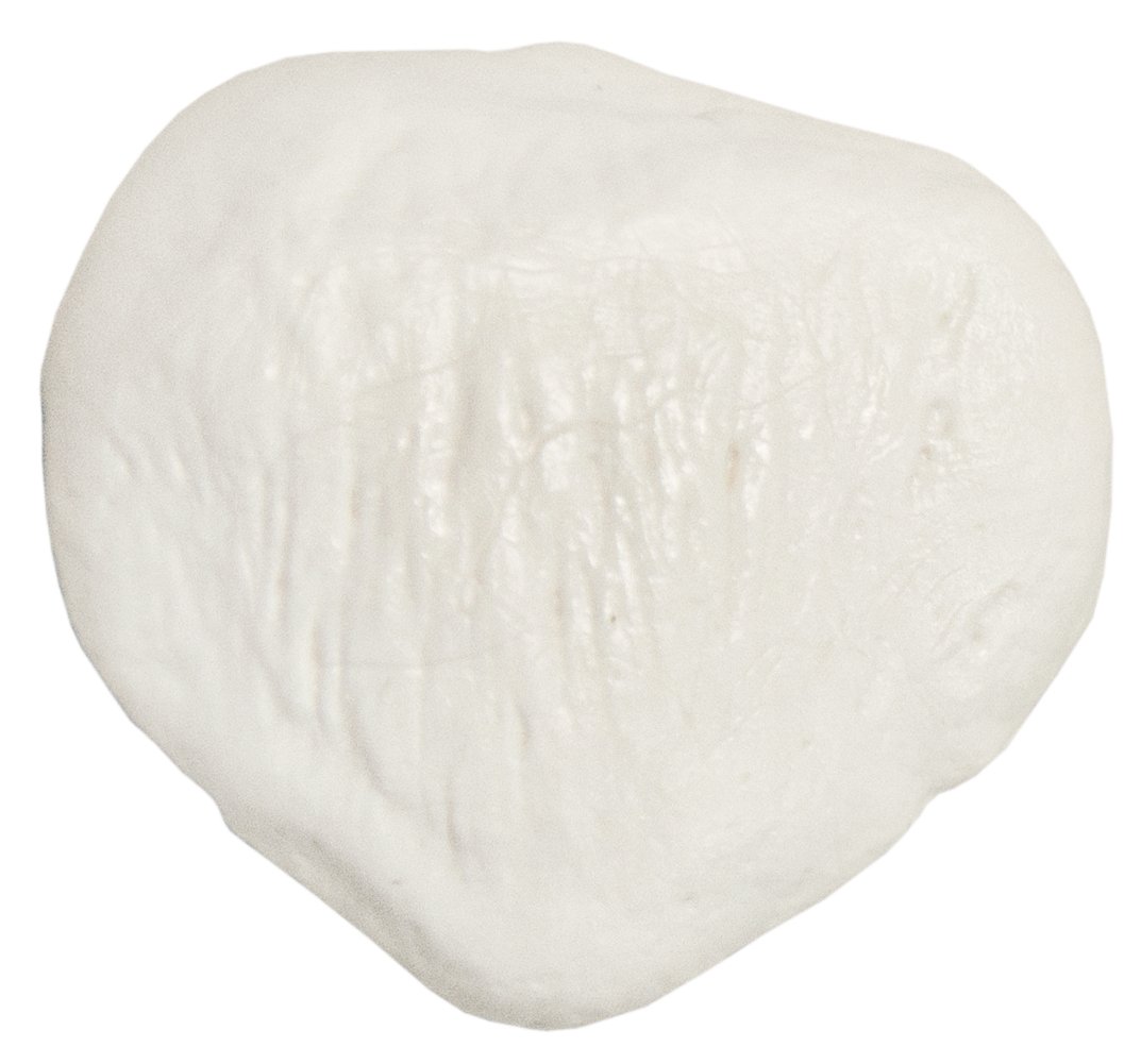 Axis Scientific Life-Size Patella Bone Model, Cast from a Real Human Kneecap with Bony Landmarks and Texture, includes Study Guide