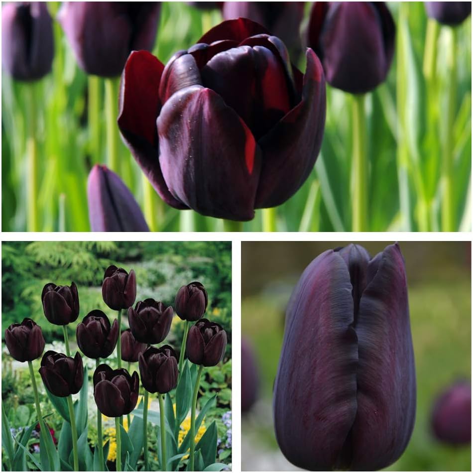 Tulip Flower Bulbs - 10 x Queen of The Night Flower Bulbs Size 10/11 Luscious Black Spring Tulips. Easy to Grow