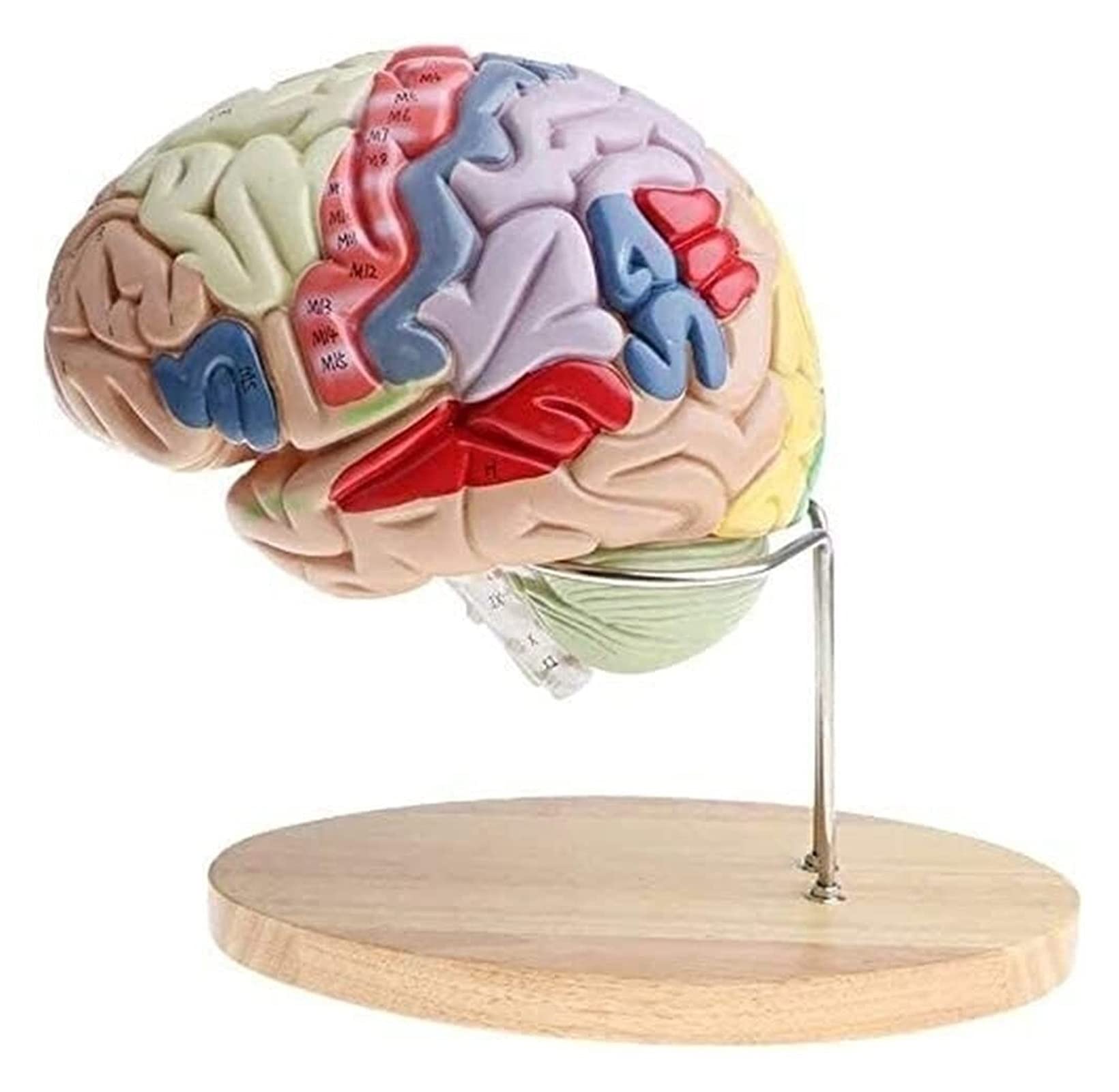 GTHTUHFD Brain Human Anatomy Human Anatomy Model Zoom Brain Human Removable Model Of The Human Brain 605 Skeleton Model