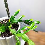 Review Image by Valerie M Valerie M